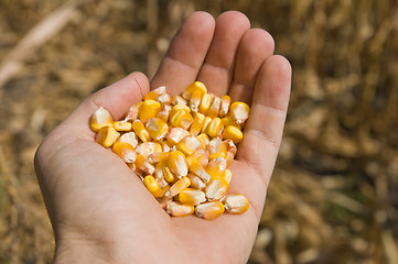 Image showing maize in hand