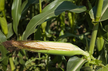 Image showing raw corn on the cob with husk