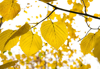 Image showing golden leafs