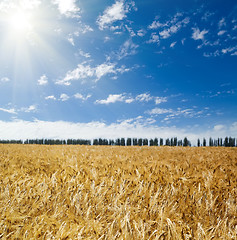 Image showing sun over field with wheat