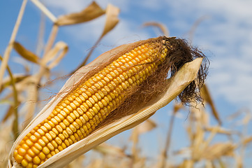 Image showing ripe maize with husk