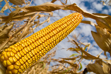 Image showing ripe maize