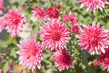 Image showing pink flowers. focus in center