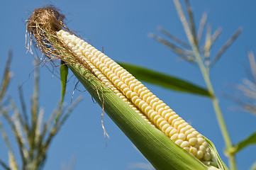 Image showing fresh raw corn on the cob with husk