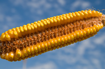 Image showing ripe maize inside