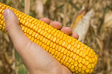 Image showing maize in hand