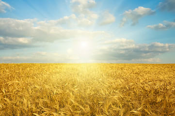 Image showing field with gold ears of wheat in sunset