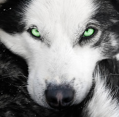 Image showing husky dog with green eyes