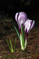 Image showing Crocus