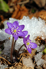 Image showing Hepatica nobilis