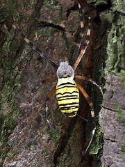 Image showing Wasp Spider