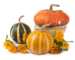 Image showing pumpkins and a calendula flower