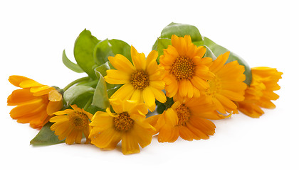 Image showing Calendula flower isolated