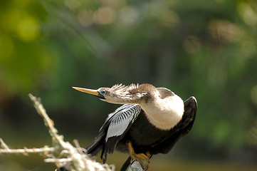 Image showing Anhinga female bird - Amelia Island, Florida