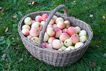 Image showing big basket with apples