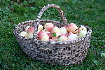 Image showing big basket with apples