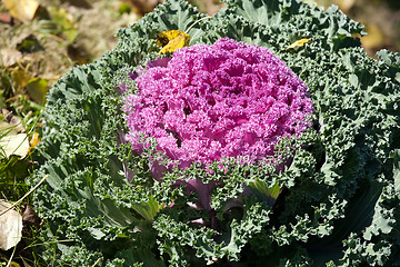 Image showing cabbage flower