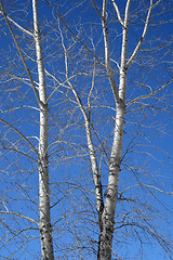 Image showing Aspen trees in spring