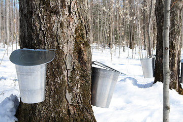 Image showing Spring – maple syrup season