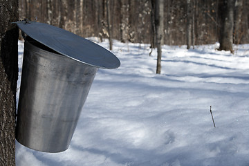 Image showing Pail for collecting sap to produce maple syrup