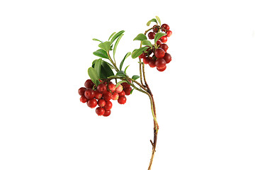 Image showing cranberry