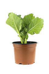 Image showing Green Rocket or Roquette leaves