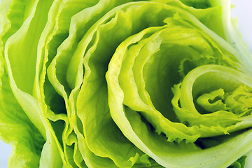 Image showing Green Iceberg lettuce