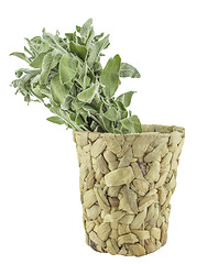 Image showing Fresh sage leaves