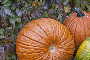 Image showing pumpkins and vine
