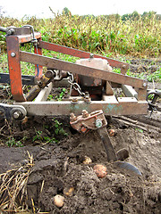 Image showing Process of harvesting of a potato