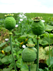 Image showing green head of the poppy