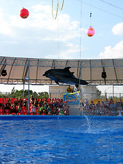 Image showing Show with dolphins in delphinariums