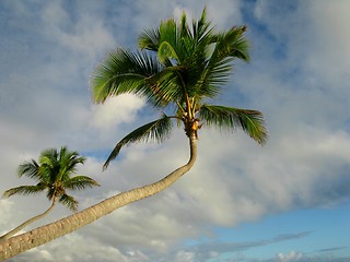 Image showing Bent palm trees