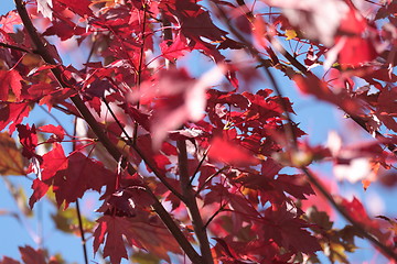 Image showing Red leaves blue sky