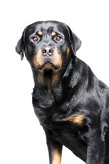 Image showing rottweiler dog