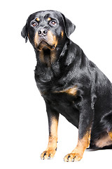 Image showing rottweiler dog