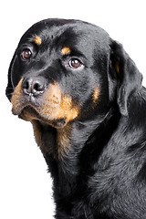 Image showing rottweiler dog