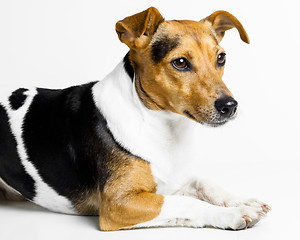 Image showing dog on white