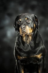 Image showing rottweiler on dark