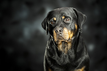 Image showing rottweiler on dark