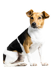 Image showing dog on white