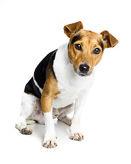 Image showing dog on white