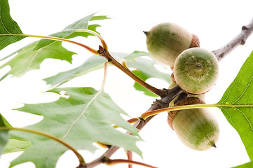 Image showing acorn fruits with leaves isolated on white background 