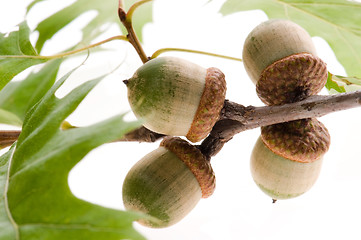 Image showing acorn fruits with leaves isolated on white background 