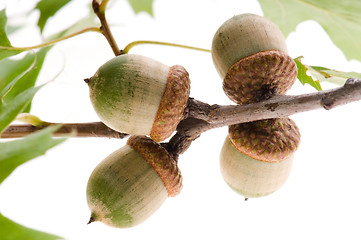 Image showing acorn fruits with leaves isolated on white background 