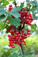 Image showing Berry of a red currant on the bush