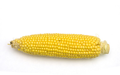 Image showing Corn