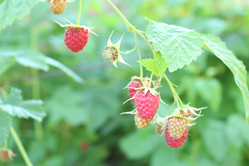 Image showing red berries of raspberry