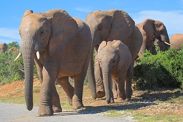 Image showing Elephant crossing