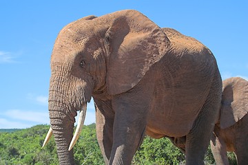 Image showing Elephant